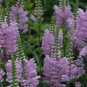 Physostegia Virginiana, False Dragonhead Seed 2000 PCS, Obedience Jia Longtou