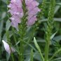Physostegia Virginiana, False Dragonhead Seed 2000 PCS, Obedience Jia Longtou