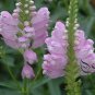Physostegia Virginiana, False Dragonhead Seed 2000 PCS, Obedience Jia Longtou
