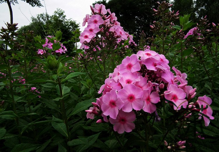 Phlox Drummondii, Drummond's Phlox Seed 3000 PCS, Annual Phlox Fu Lu Kao