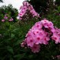 Phlox Drummondii, Drummond's Phlox Seed 3000 PCS, Annual Phlox Fu Lu Kao