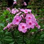 Phlox Drummondii, Drummond's Phlox Seed 3000 PCS, Annual Phlox Fu Lu Kao