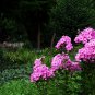 Phlox Drummondii, Drummond's Phlox Seed 3000 PCS, Annual Phlox Fu Lu Kao