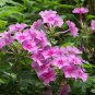 Phlox Drummondii, Drummond's Phlox Seed 3000 PCS, Annual Phlox Fu Lu Kao