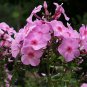 Phlox Drummondii, Drummond's Phlox Seed 3000 PCS, Annual Phlox Fu Lu Kao