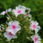 Phlox Drummondii, Drummond's Phlox Seed 3000 PCS, Annual Phlox Fu Lu Kao