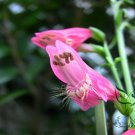 Penstemon Campanulatus, Beardtongues Seed 2000 PCS, Diao Zhong Liu