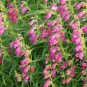 Penstemon Campanulatus, Beardtongues Seed 2000 PCS, Diao Zhong Liu