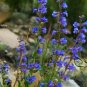 Penstemon Campanulatus, Beardtongues Seed 2000 PCS, Diao Zhong Liu
