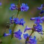 Penstemon Campanulatus, Beardtongues Seed 2000 PCS, Diao Zhong Liu