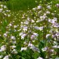 Penstemon Campanulatus, Beardtongues Seed 2000 PCS, Diao Zhong Liu