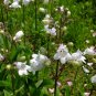 Penstemon Campanulatus, Beardtongues Seed 2000 PCS, Diao Zhong Liu