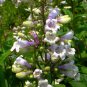 Penstemon Campanulatus, Beardtongues Seed 2000 PCS, Diao Zhong Liu