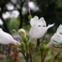 Penstemon Campanulatus, Beardtongues Seed 2000 PCS, Diao Zhong Liu