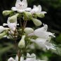 Penstemon Campanulatus, Beardtongues Seed 2000 PCS, Diao Zhong Liu