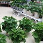 Pelargonium Hortorum, Garden Geranium Seed 500 PCS, Tian Zhu Kui