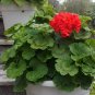 Pelargonium Hortorum, Garden Geranium Seed 500 PCS, Tian Zhu Kui
