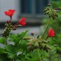 Pelargonium Hortorum, Garden Geranium Seed 500 PCS, Tian Zhu Kui