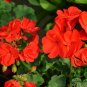 Pelargonium Hortorum, Garden Geranium Seed 500 PCS, Tian Zhu Kui