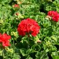 Pelargonium Hortorum, Garden Geranium Seed 500 PCS, Tian Zhu Kui