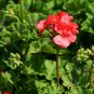 Pelargonium Hortorum, Garden Geranium Seed 500 PCS, Tian Zhu Kui
