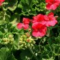 Pelargonium Hortorum, Garden Geranium Seed 500 PCS, Tian Zhu Kui