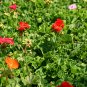 Pelargonium Hortorum, Garden Geranium Seed 500 PCS, Tian Zhu Kui