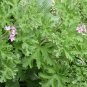 Pelargonium Graveolens, Rose-scented Pelargonium Seed 2000 PCS, Xiang Ye Tianzhukui