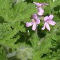 Pelargonium Graveolens, Rose-scented Pelargonium Seed 2000 PCS, Xiang Ye Tianzhukui
