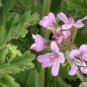 Pelargonium Graveolens, Rose-scented Pelargonium Seed 2000 PCS, Xiang Ye Tianzhukui