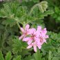 Pelargonium Graveolens, Rose-scented Pelargonium Seed 2000 PCS, Xiang Ye Tianzhukui