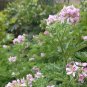 Pelargonium Graveolens, Rose-scented Pelargonium Seed 2000 PCS, Xiang Ye Tianzhukui
