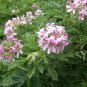 Pelargonium Graveolens, Rose-scented Pelargonium Seed 2000 PCS, Xiang Ye Tianzhukui