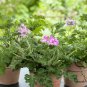 Pelargonium Graveolens, Rose-scented Pelargonium Seed 2000 PCS, Xiang Ye Tianzhukui