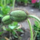 Papaver Rhoeas, Common Poppy Seed 1000 PCS, Corn Poppy Yu Meiren