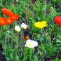 Papaver Rhoeas, Common Poppy Seed 1000 PCS, Corn Poppy Yu Meiren