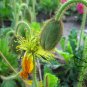Papaver Rhoeas, Common Poppy Seed 1000 PCS, Corn Poppy Yu Meiren