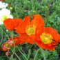 Papaver Rhoeas, Common Poppy Seed 1000 PCS, Corn Poppy Yu Meiren