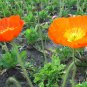 Papaver Rhoeas, Common Poppy Seed 1000 PCS, Corn Poppy Yu Meiren