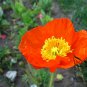 Papaver Rhoeas, Common Poppy Seed 1000 PCS, Corn Poppy Yu Meiren