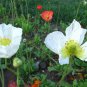 Papaver Rhoeas, Common Poppy Seed 1000 PCS, Corn Poppy Yu Meiren