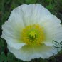 Papaver Rhoeas, Common Poppy Seed 1000 PCS, Corn Poppy Yu Meiren