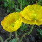 Papaver Rhoeas, Common Poppy Seed 1000 PCS, Corn Poppy Yu Meiren