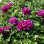 Paeonia Suffruticosa, Chinese Peony Seed 300 PCS, Moutan Mudan