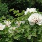 Paeonia Suffruticosa, Chinese Peony Seed 300 PCS, Moutan Mudan