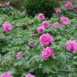 Paeonia Suffruticosa, Chinese Peony Seed 300 PCS, Moutan Mudan