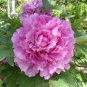 Paeonia Suffruticosa, Chinese Peony Seed 300 PCS, Moutan Mudan
