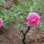 Paeonia Suffruticosa, Chinese Peony Seed 300 PCS, Moutan Mudan