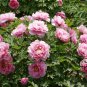 Paeonia Suffruticosa, Chinese Peony Seed 300 PCS, Moutan Mudan