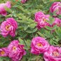 Paeonia Suffruticosa, Chinese Peony Seed 300 PCS, Moutan Mudan